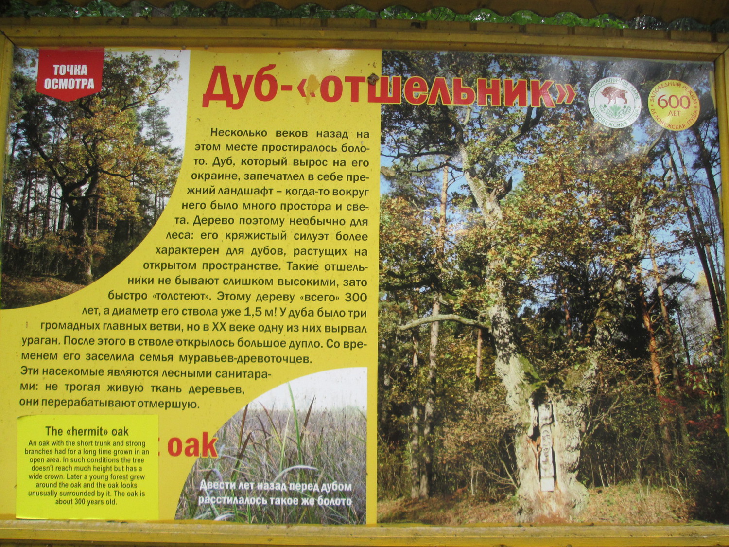 600 летний дуб беловежская пуща. дуб отшельник. дуб скальный беловежская пуща. дуб отшельник. беловежская пуща дубы.