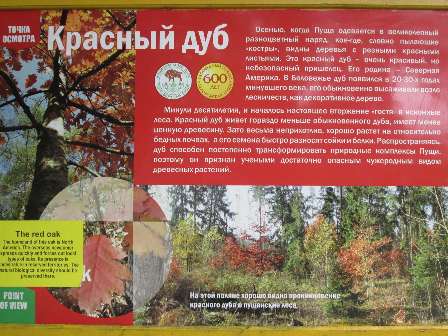 Красный дуб государственный парк Беловежская пуща